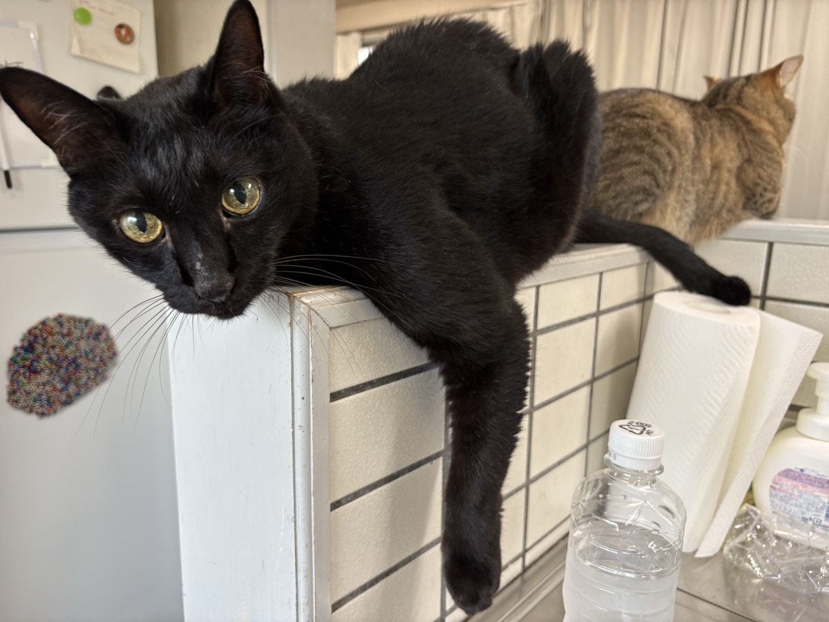 猫の多頭飼いの部屋づくり｜狭くても快適にする7つのコツ