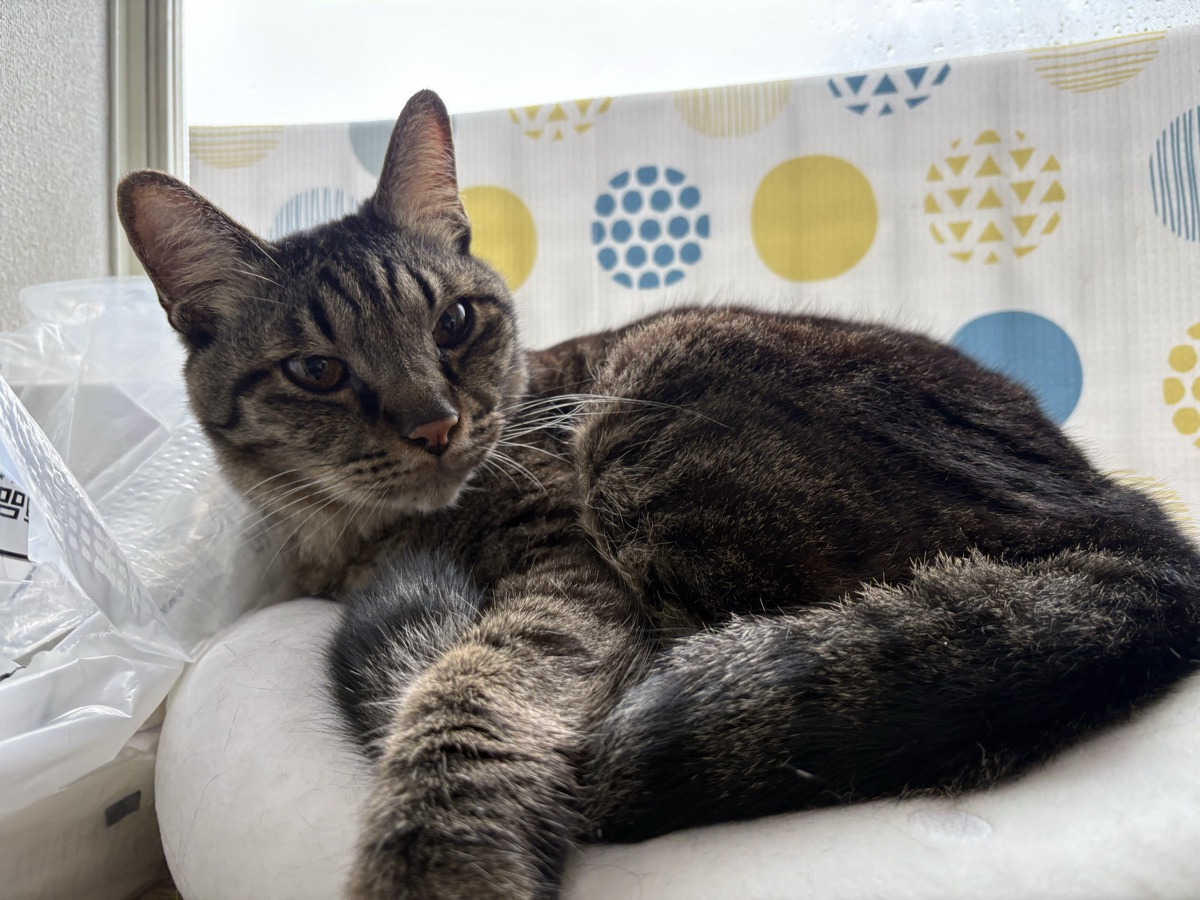猫の窓・ベランダ転落防止｜「高い所は平気」は思い込み