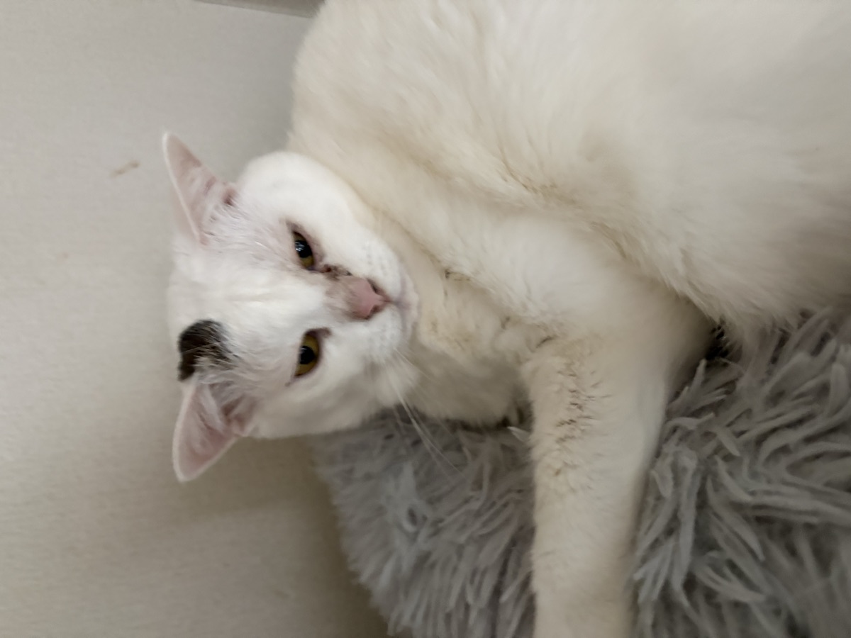 猫の日向ぼっこ|秋冬の窓辺の作り方と気をつけること