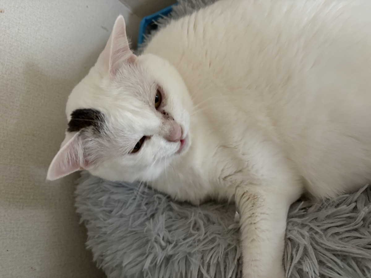 猫の寒がりサイン｜暖房を入れるタイミングの見極め方