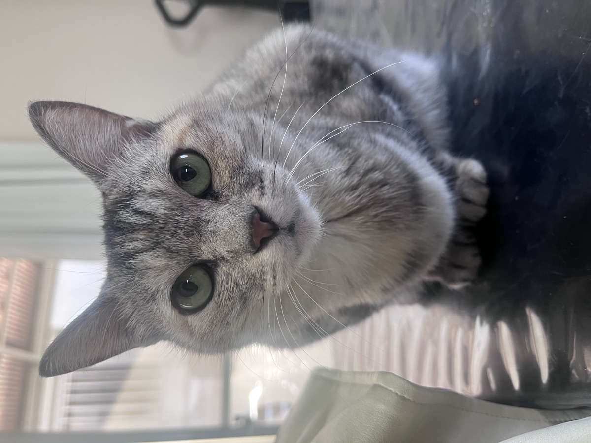 猫の目やに|色でわかる原因と、動物病院に行く目安