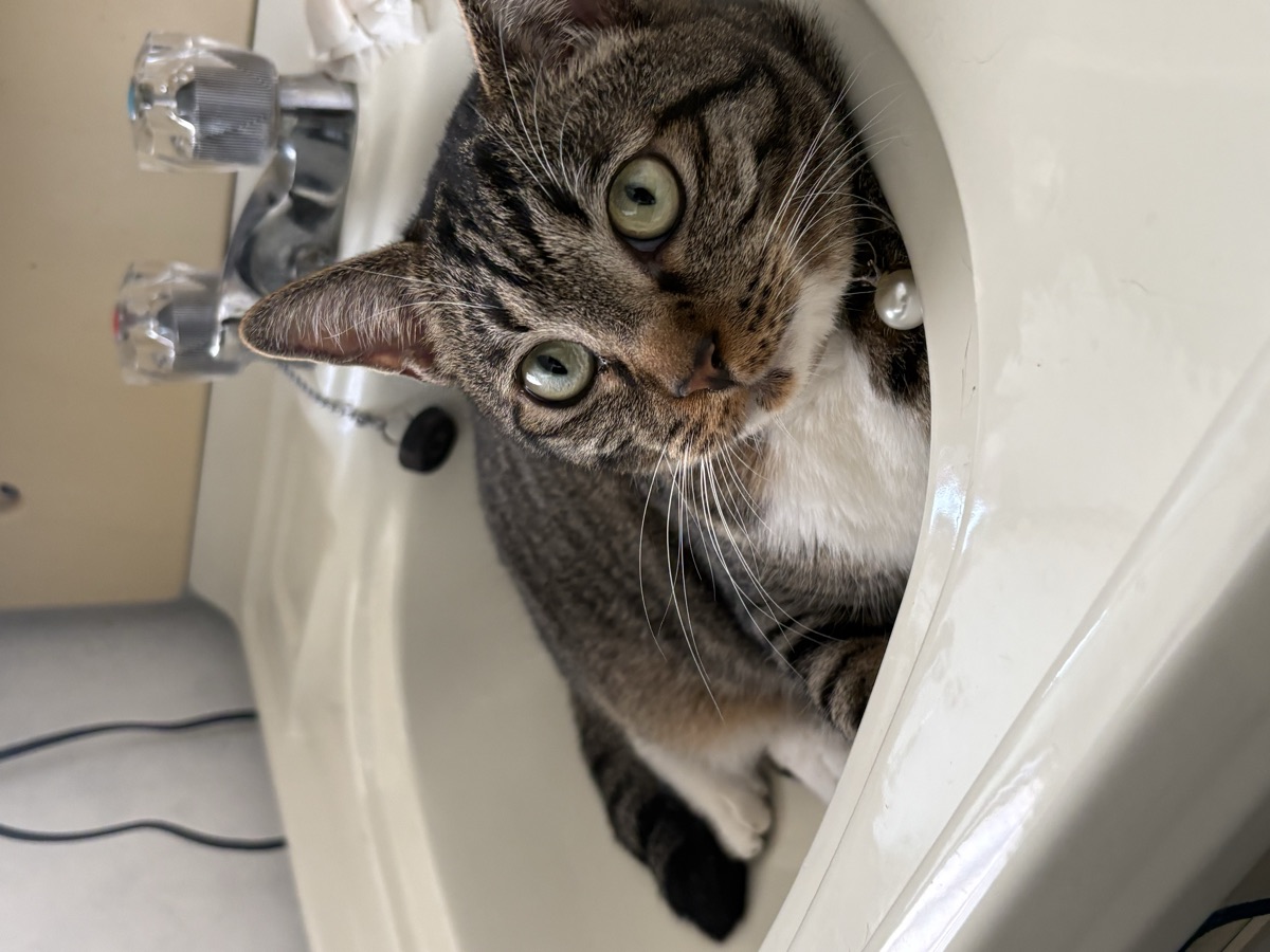猫の誤飲で危ないもの一覧｜0〜2歳が最多、防止策と対処法