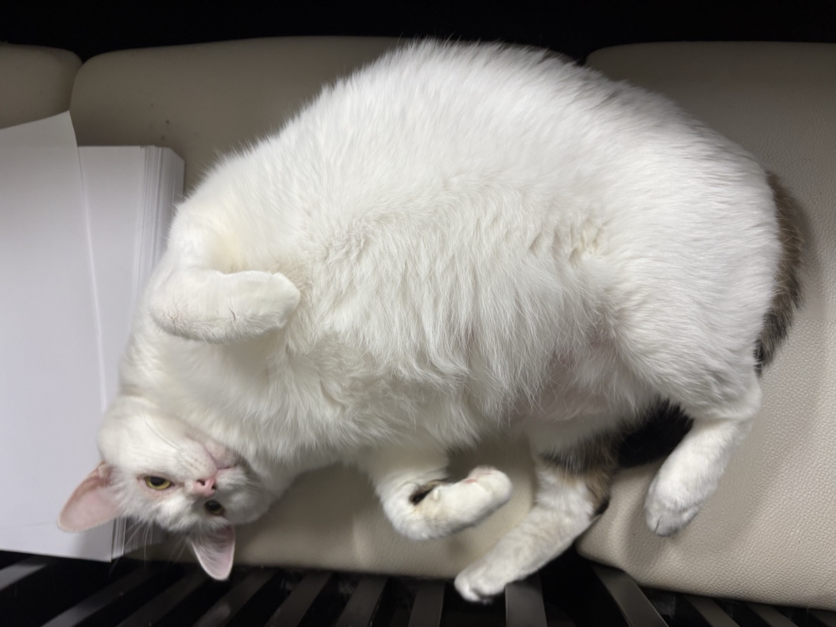 猫の夏バテ・熱中症のサイン｜室内でも危ない残暑の過ごし方