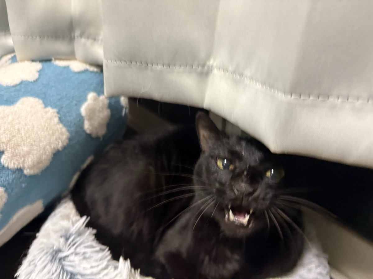 猫が布団に入ってくる|一緒に寝るときの注意点と安全対策
