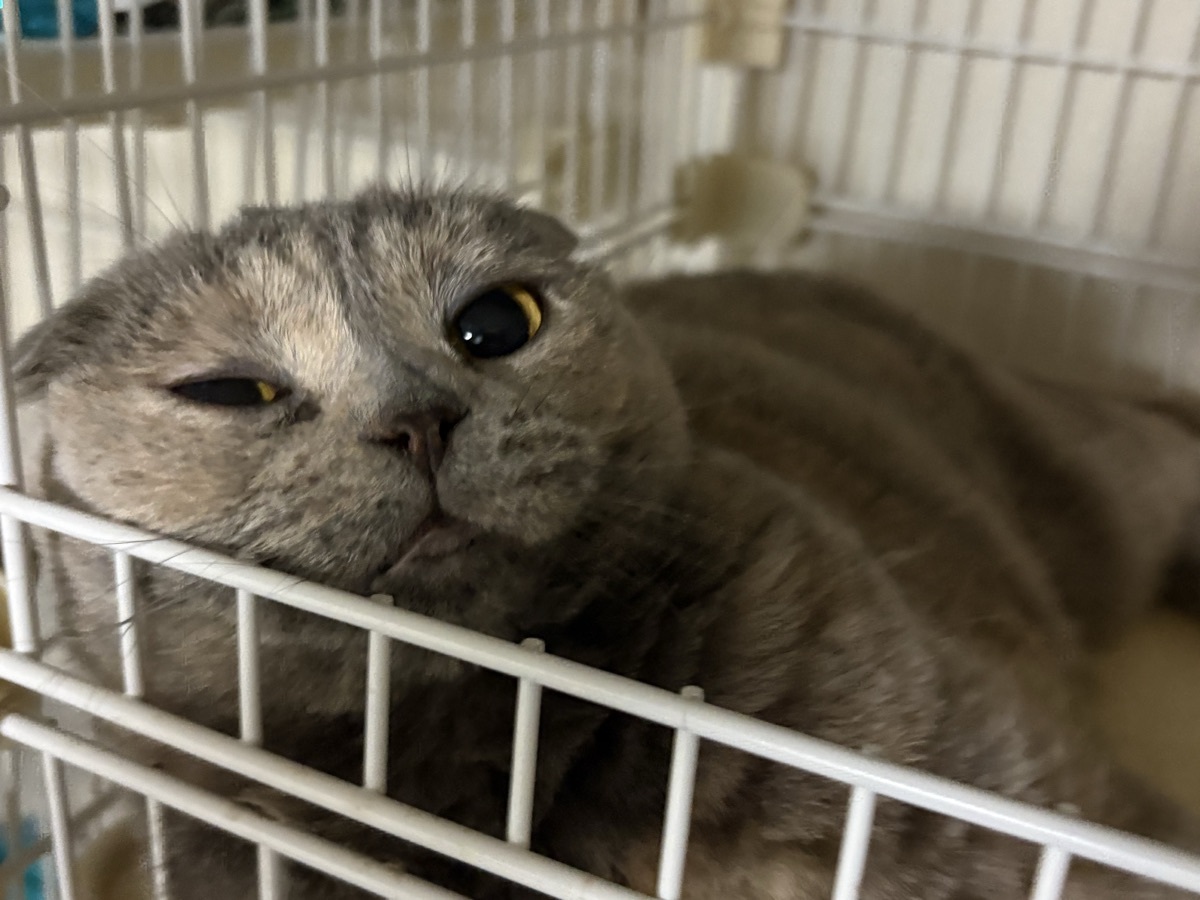 猫にケージは必要？留守番・体調不良・災害時の使いどき