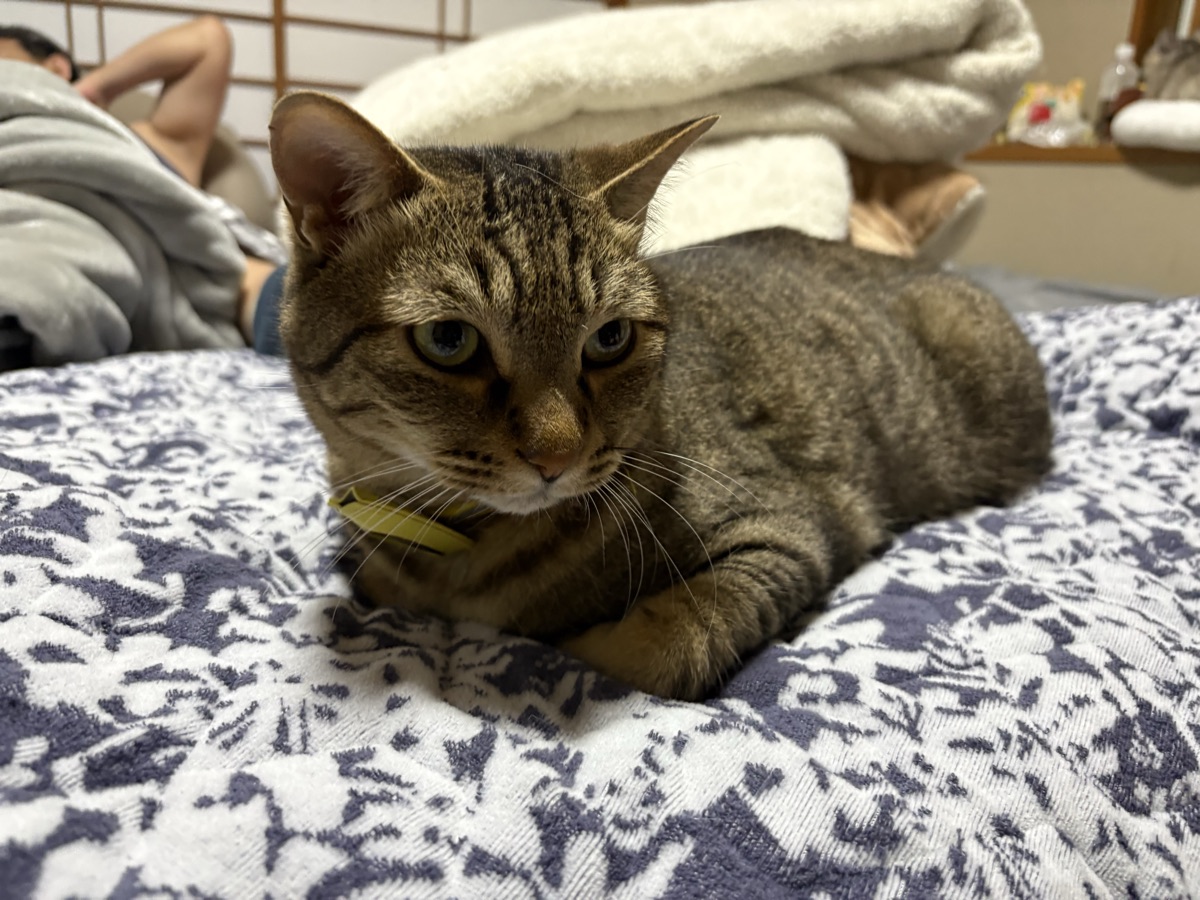 キャットフードの表示の読み方|総合栄養食と一般食の違い