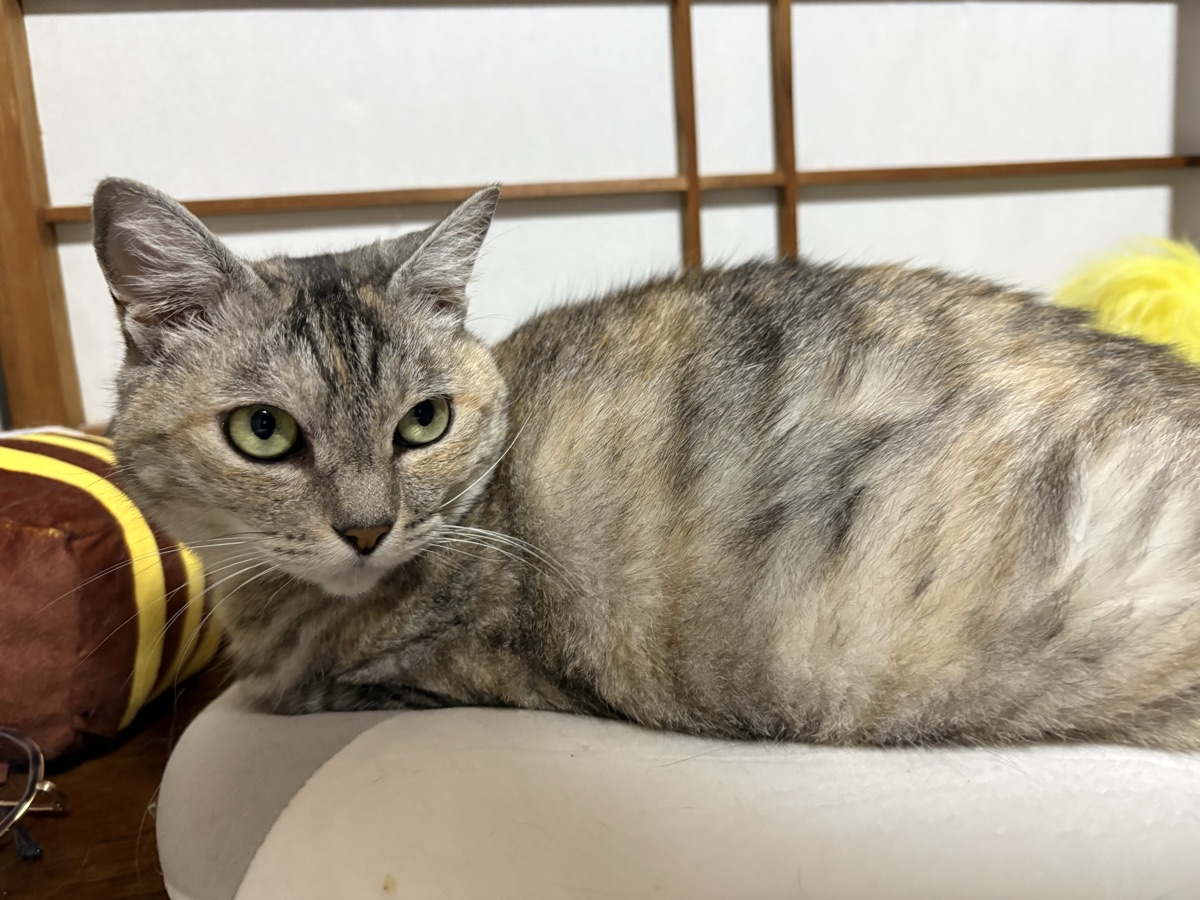 秋に猫の食欲が増える理由|冬前に太らせない体重管理