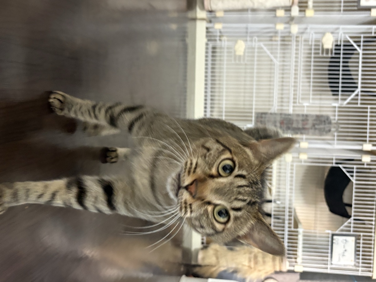 キャットタワーの選び方|多頭飼いで失敗しない5つの基準