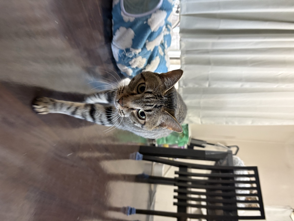 猫のおもちゃの選び方|飽きさせない遊び方と回し方
