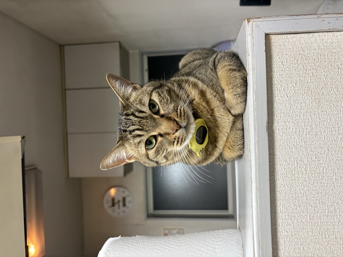 猫の脱走防止対策｜室内飼いの玄関・網戸・ベランダ全ガイド