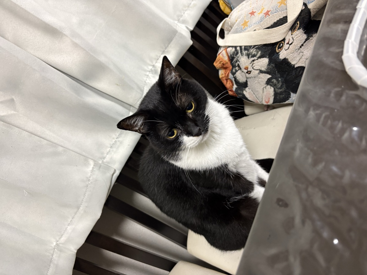 猫の爪とぎで壁がボロボロ|賃貸でもできる対策と原状回復