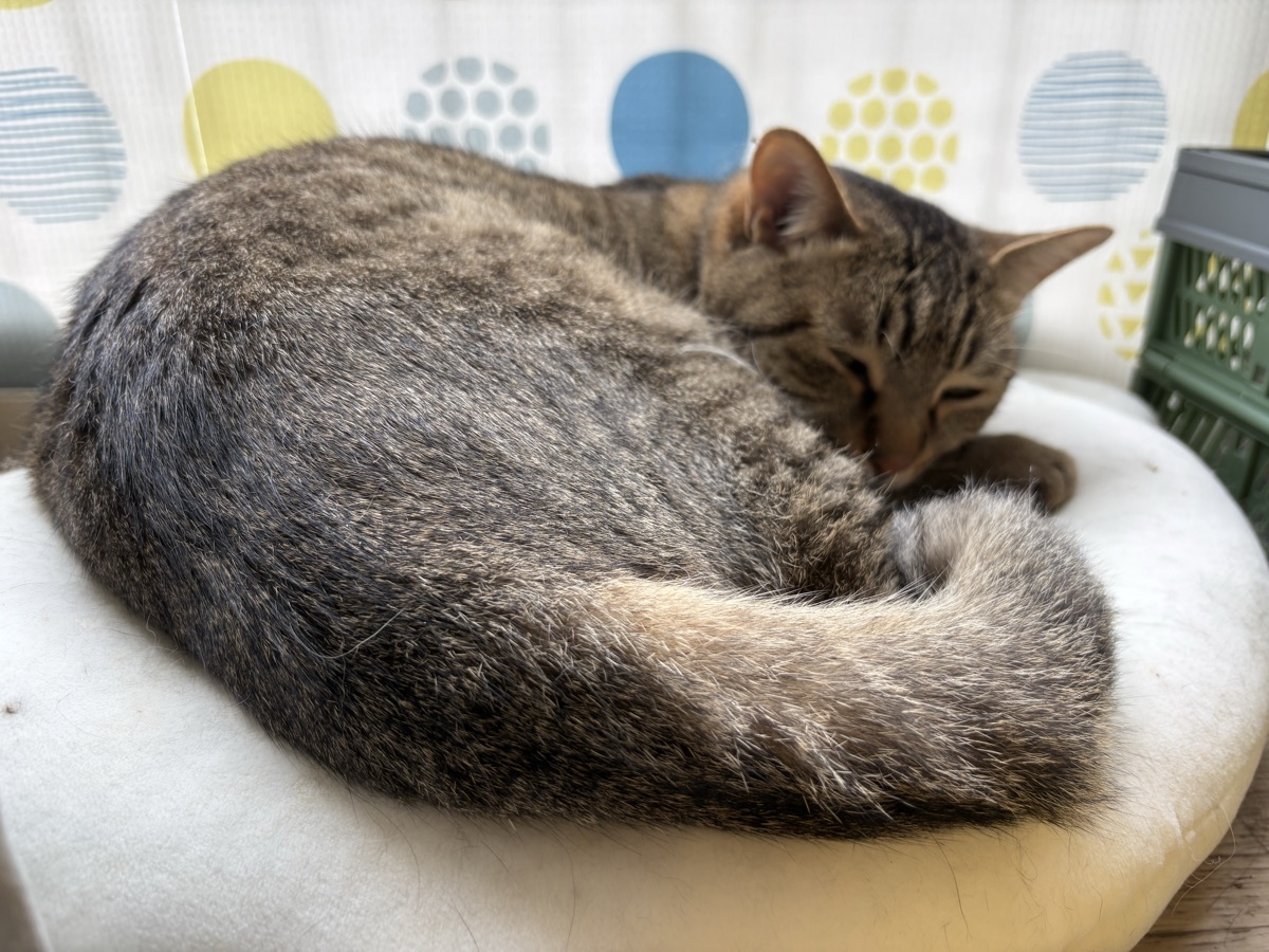 猫がいる家の暖房｜安全な器具の選び方と低温やけど対策