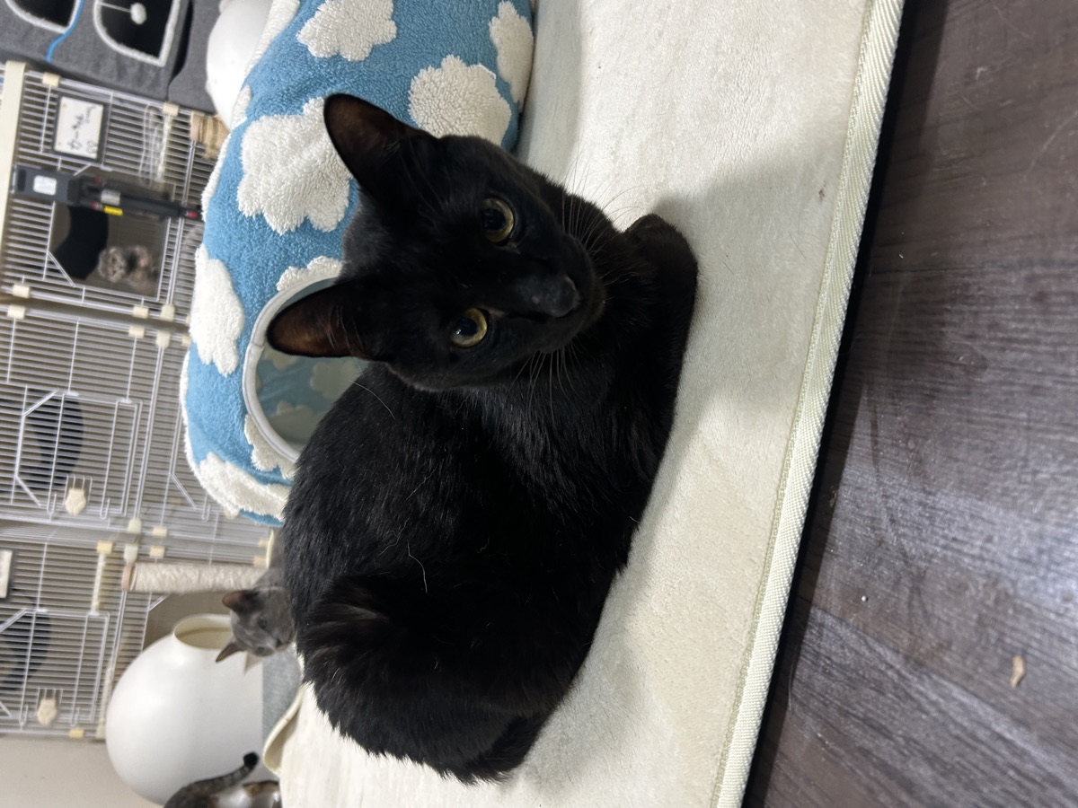 猫のケンカとじゃれ合いの見分け方｜多頭飼いのサイン5つ