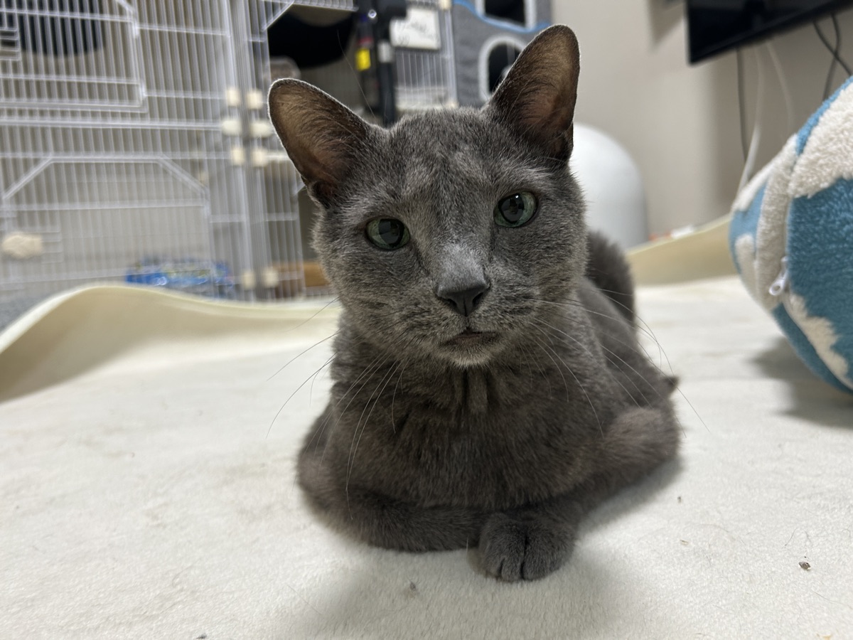 多頭飼いで1匹だけ痩せる|食べた量を把握する方法