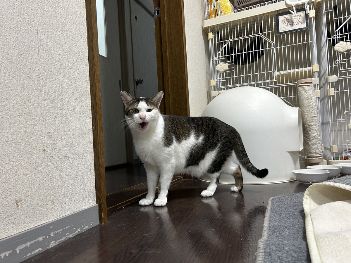 冬の猫の脱走対策｜暖房と換気で増えるリスク
