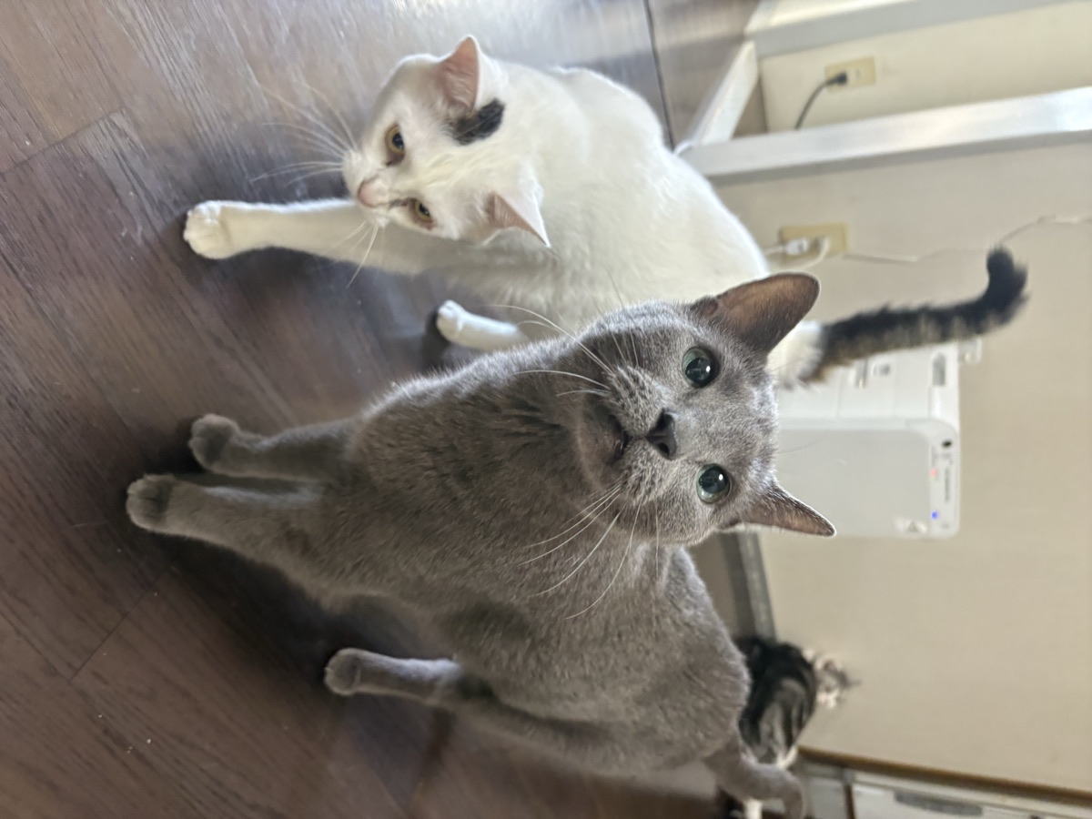 猫を迎える前に決めておくこと|多頭飼いを考える前に