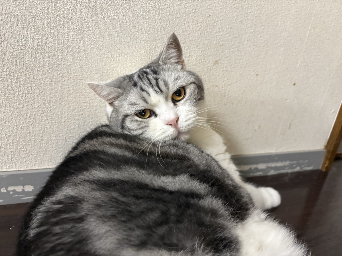 猫の体重の測り方｜家でできる方法と、記録のつけ方