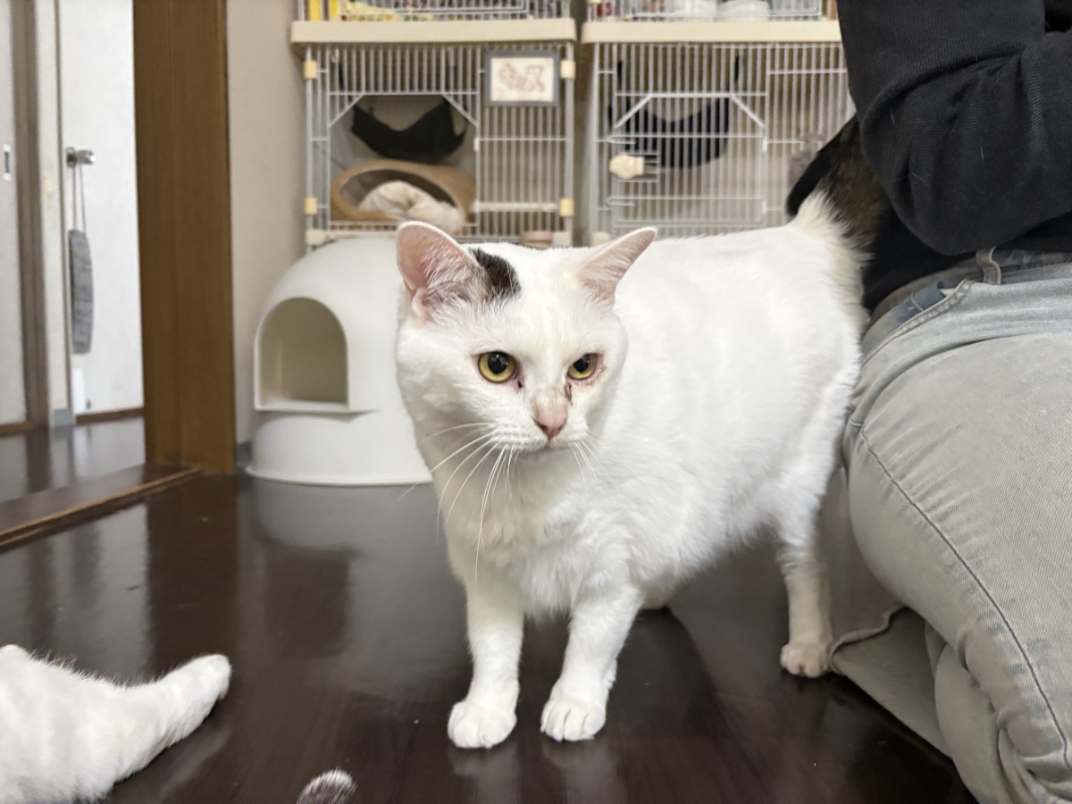 猫砂の選び方|種類別の特徴と、嫌がられない切り替え方