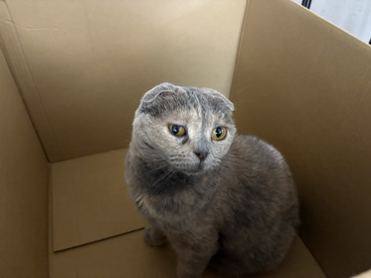 猫と暮らす部屋のにおい対策｜換気と空気の流れの作り方
