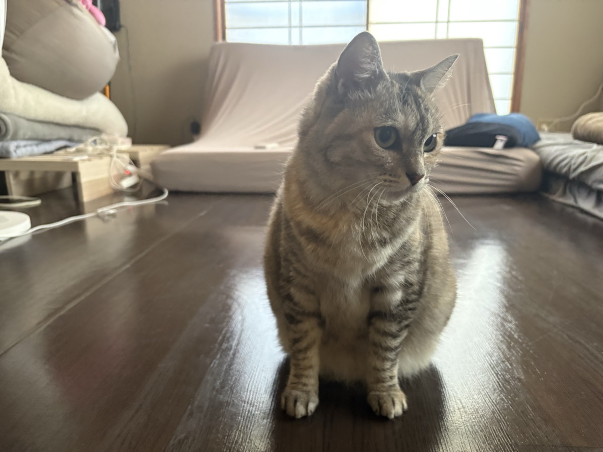 猫の留守番は何時間まで?一泊はOK?多頭飼いわが家の実例
