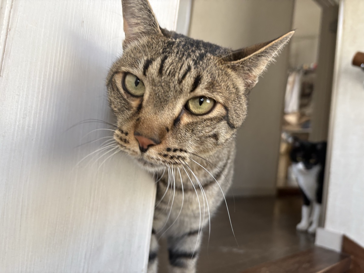 猫のノミ・ダニは完全室内飼いでも必要？予防の考え方