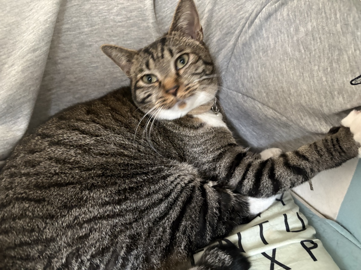 猫の多頭飼いのメリット・デメリット｜後悔しない判断基準
