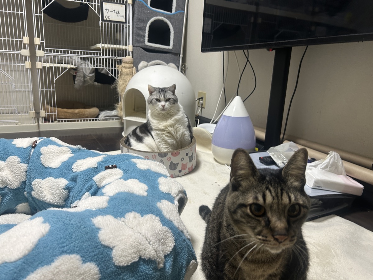 猫の多頭飼い費用はいくら？月々のリアル内訳を全公開
