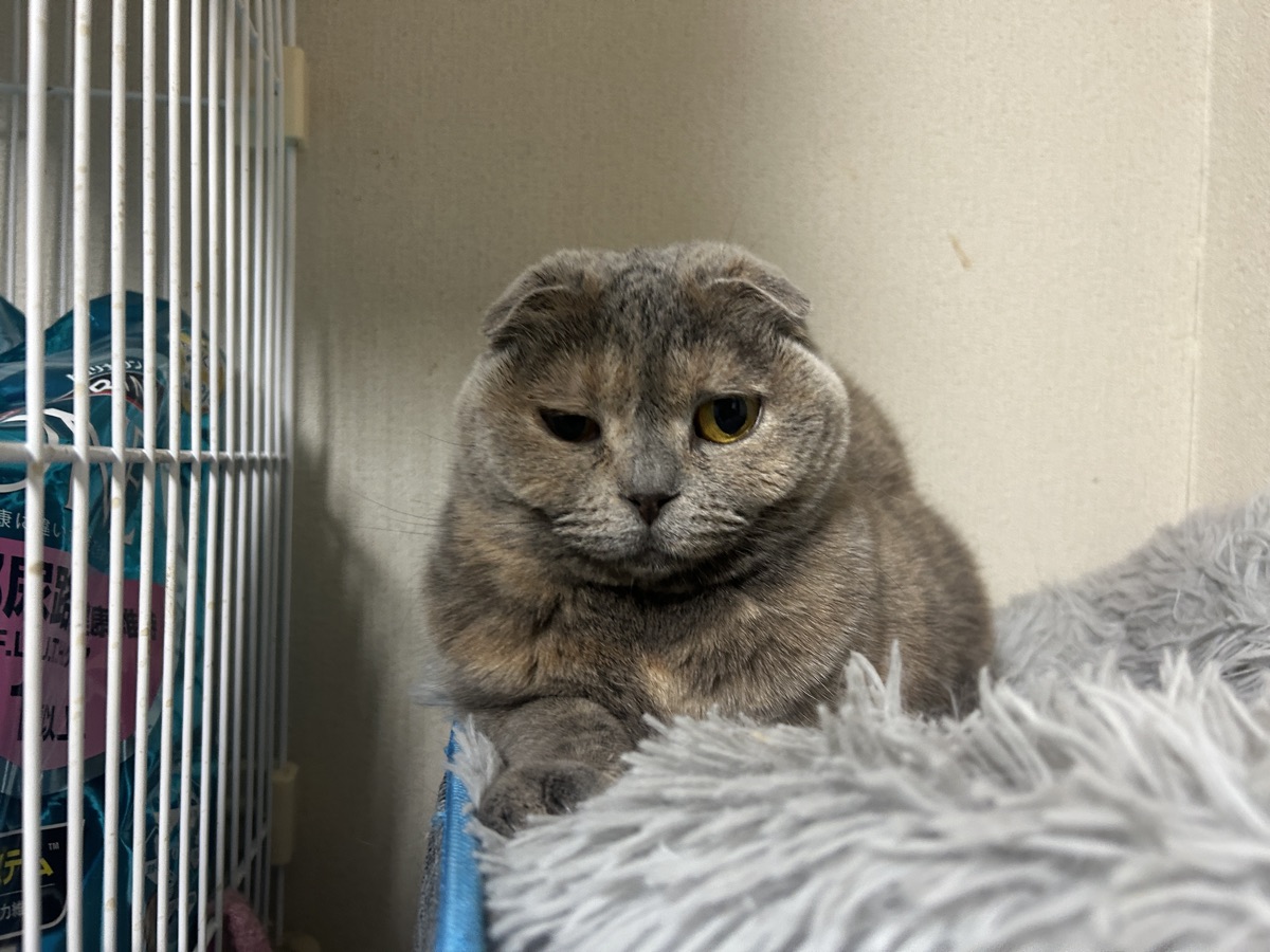 猫のトイレの数は「匹数+1」が正解｜多頭飼いの置き方実例