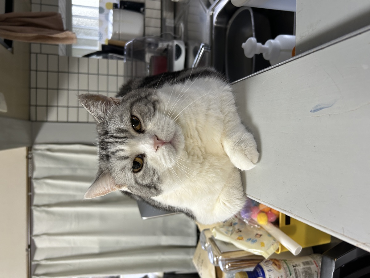猫のごはん横取り対策5つ｜多頭飼いの食事管理のコツ
