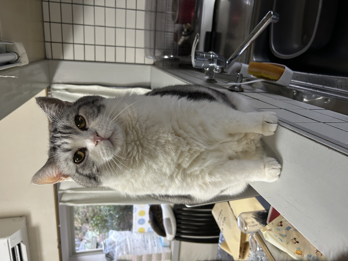 猫の水飲み器の選び方|循環式と置き型、どっちがいい?
