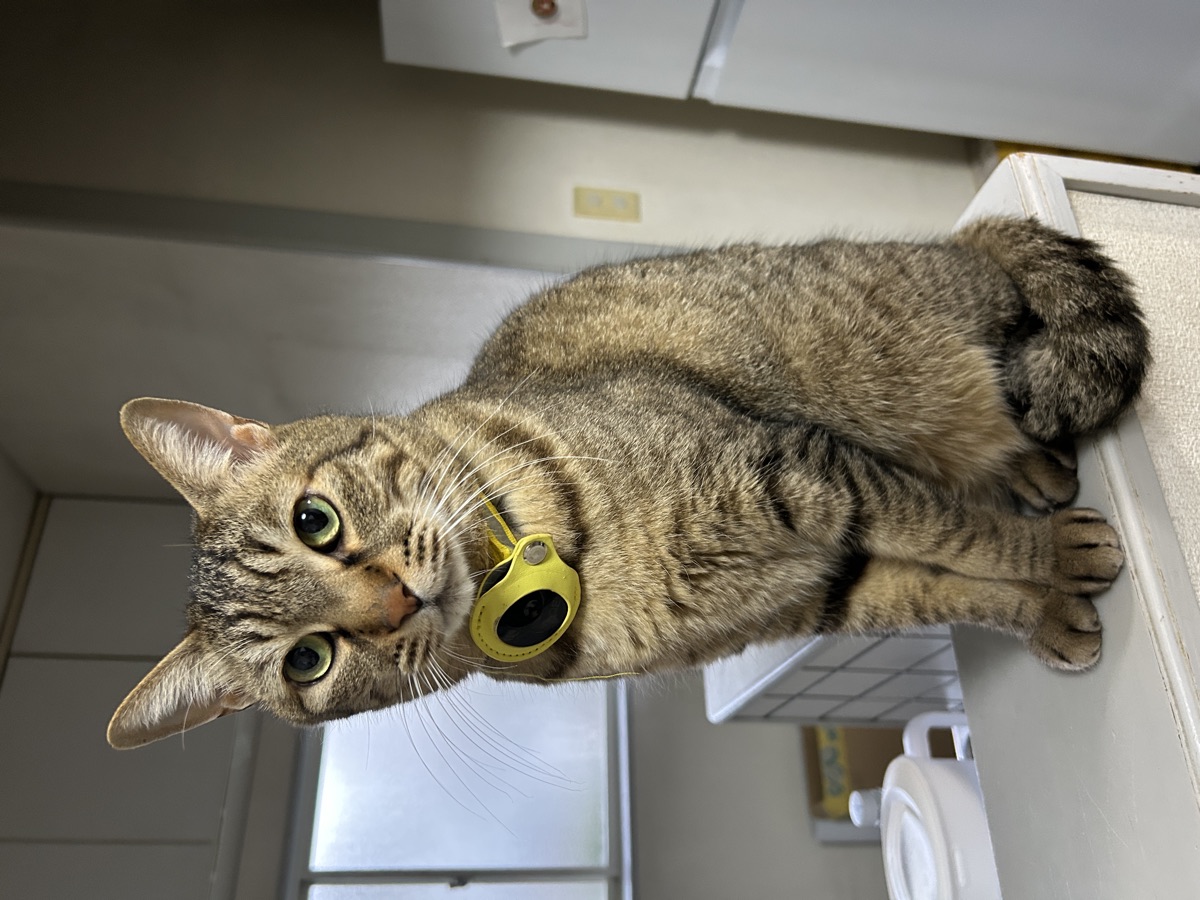 猫の毛づくろいが多い・少ない|過剰グルーミングと受診の目安