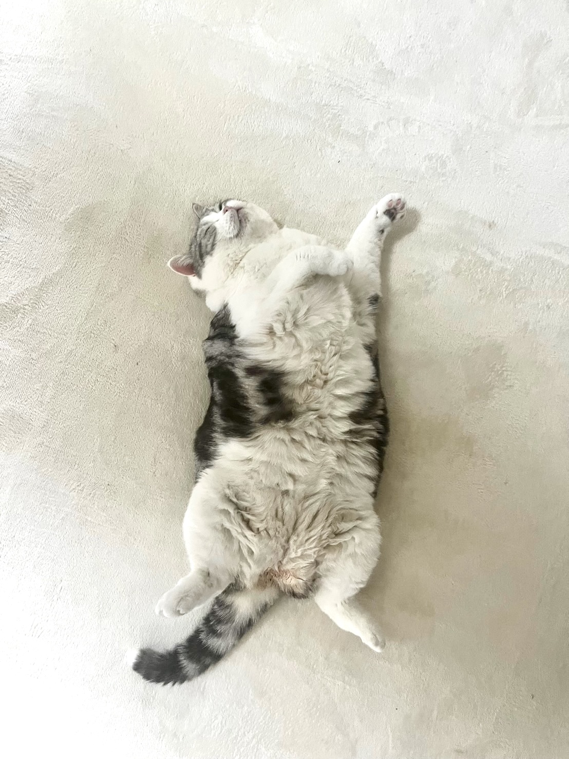 猫の呼吸数の正常値と測り方｜寝てる間に10秒でチェック