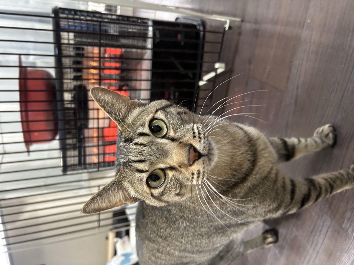猫を動物病院に連れて行くコツ｜当日の流れと準備