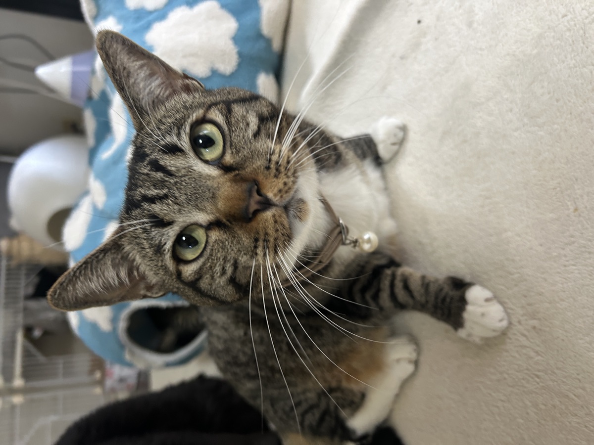 先住猫と新入り猫の対面のさせ方｜慣れるまでの期間と手順
